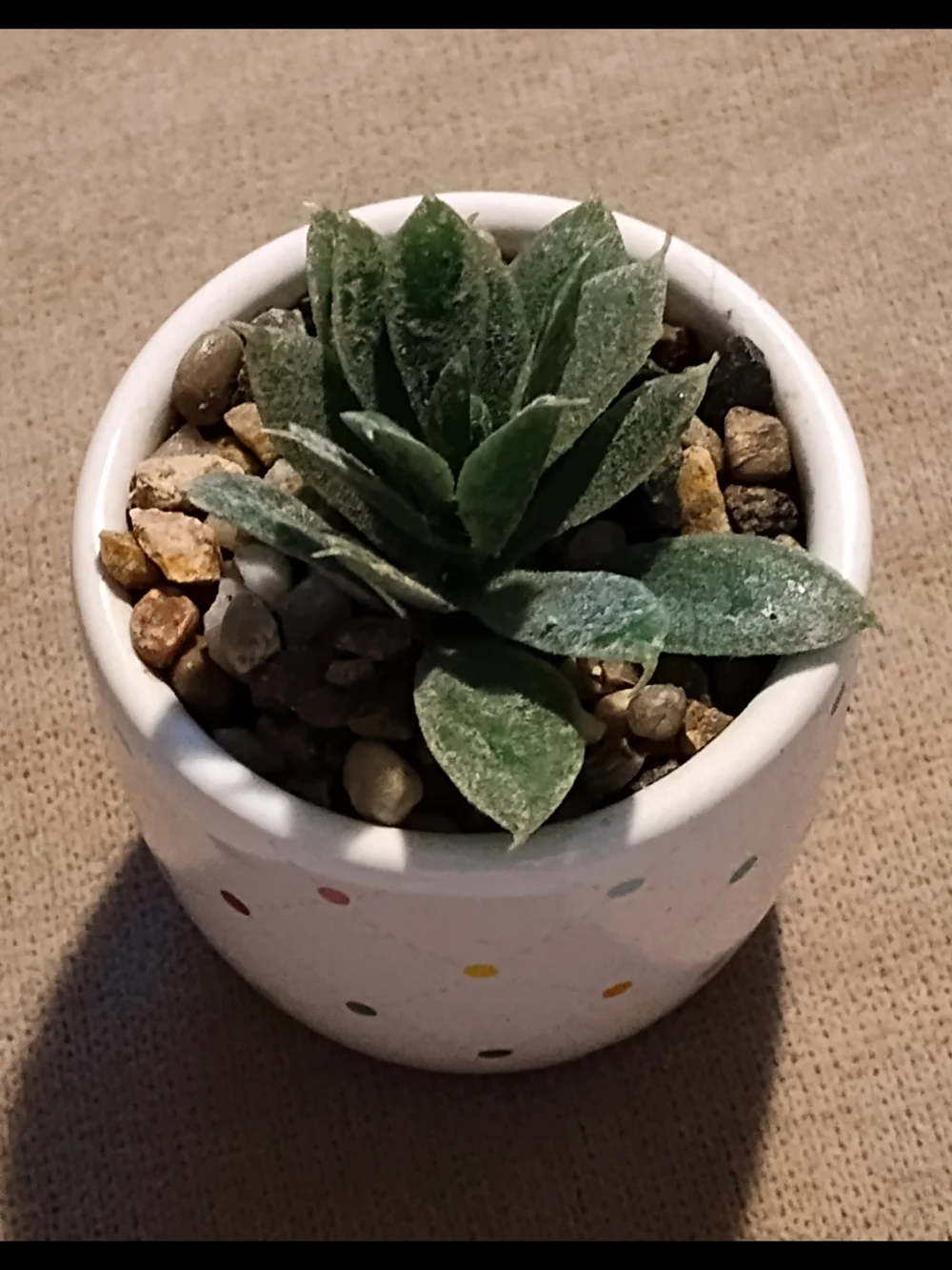 Small Green Succulent in Polka Dot Ceramic Pot